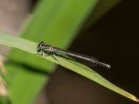 Blaue Federlibelle Weibchen